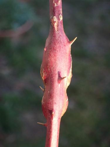 Lasioptera rubi